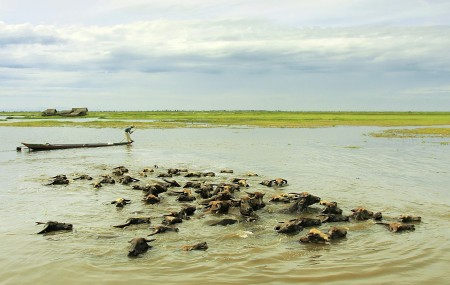 kerbau rawa