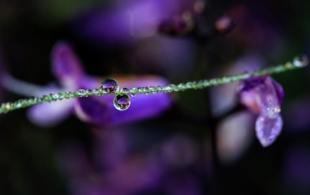 Dew