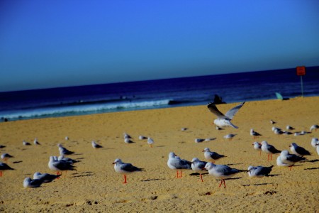 Free like birds