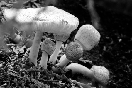 tiny world