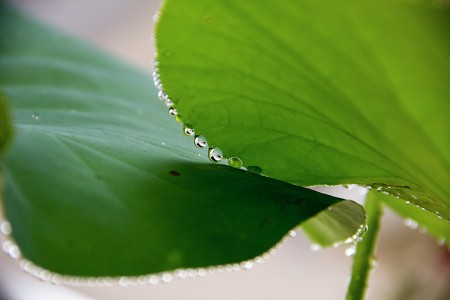 Lotus leaf