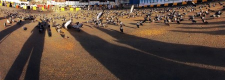 Birds & Shadows