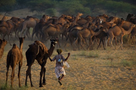 A camel herder in Pushkar, Rajasthan