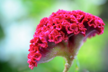 Red Flower
