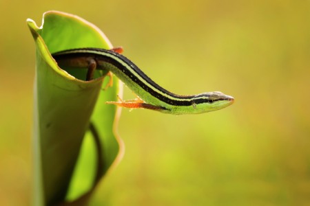 lizard out of the nest