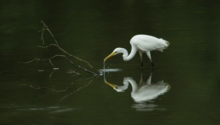 Reflection