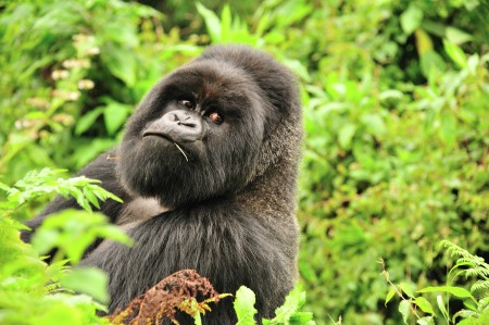 Muniyanyo - The Silverback