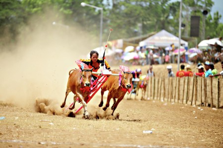 Karapan sapi