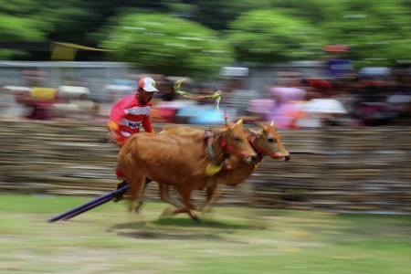 Kerapan Sapi