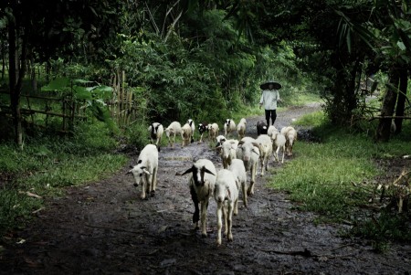 Shepherd