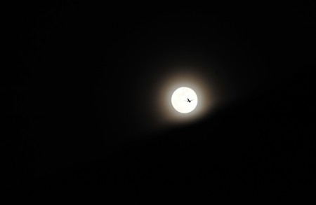garudaku capai bulan
