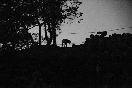 Dark Dog