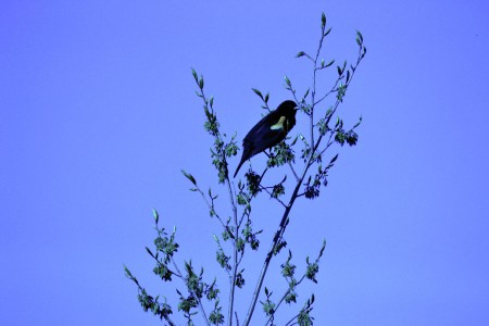 Bird in the branch