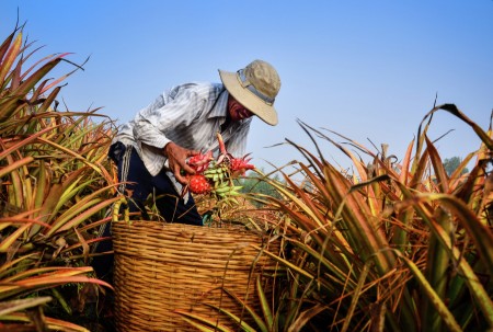 Harvest pineapple
