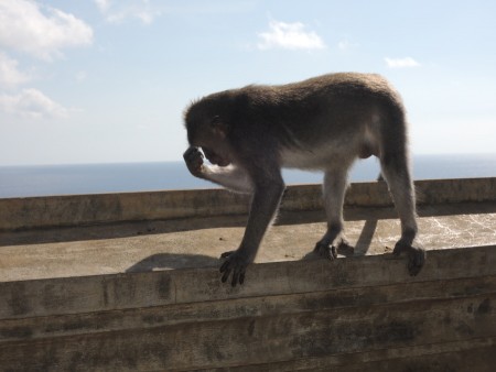 Thinking monkey
