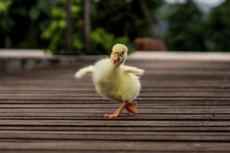 dancing queen