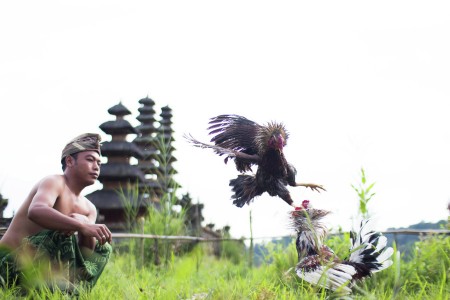 Sabung Ayam