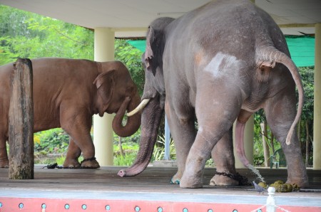 Nature Study for White Elephants