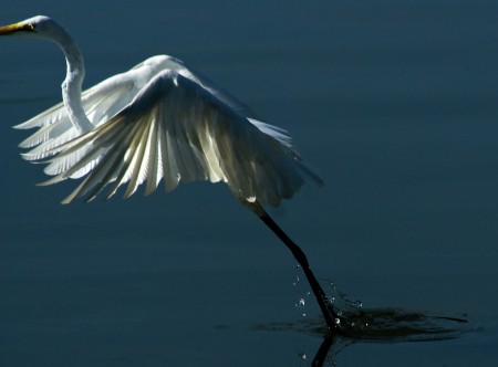Fly Away