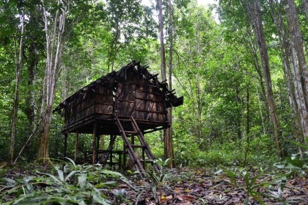 Alfred Russel Wallace replica house at West Papua