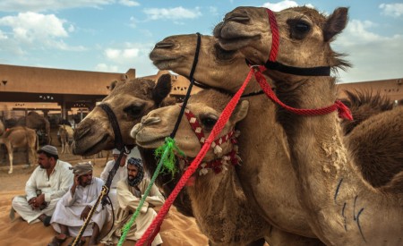 Camel's face