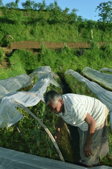 Onion Farmer