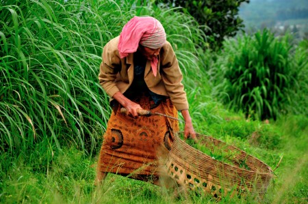 grass for cattle