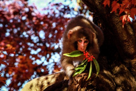 Snow Monkey