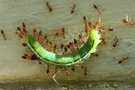 Sugar ants booty_P.Karunakaran