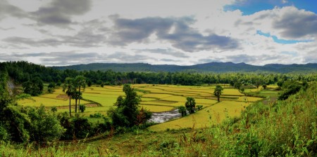 Paddy Field