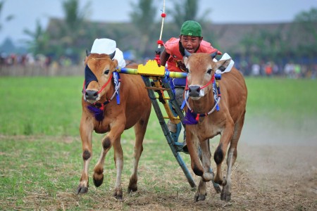 Bullrace with a kid jockey
