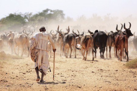 The Iconic Desert Life of Gujarat