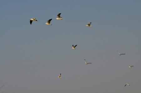 One day with some beautiful birds