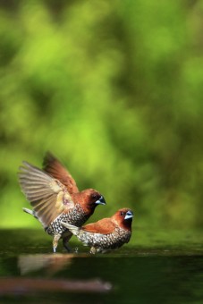 bondol peking