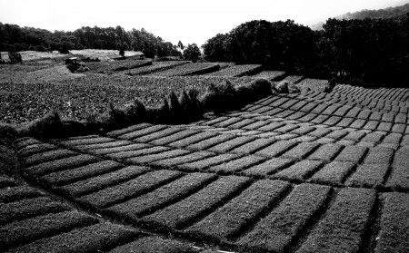 Cangar View