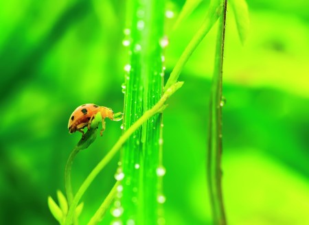 Save a drop of water