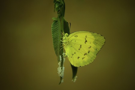 Bertelur