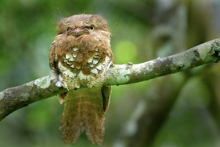 "Java Frogmouth"