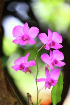 Phalaenopsis