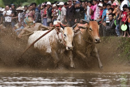 Pacu Jawi, The Highest Adrenaline Competition in Sumatra