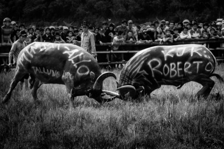 Mapasilaga Tedong (Bulls Fighting)