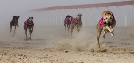 The Saluki....