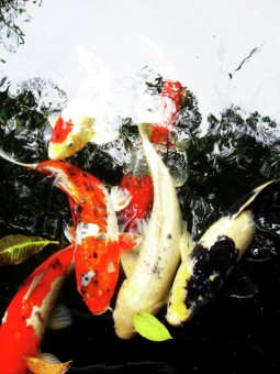 Fishes