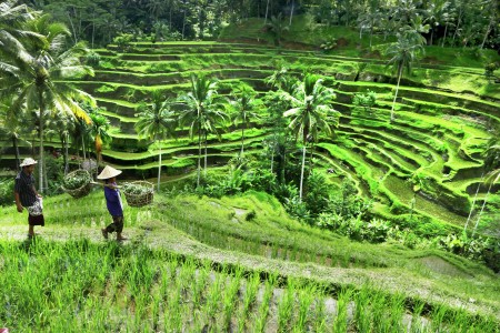 Negeri Yang Subur