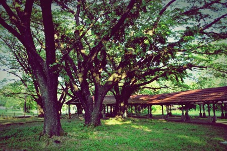 three trees