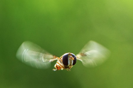 HONEY BEE FLIGHT