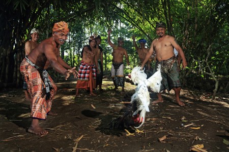 Adu ayam di Ubud, Bali