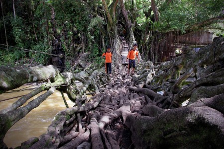 Jembatan Akar