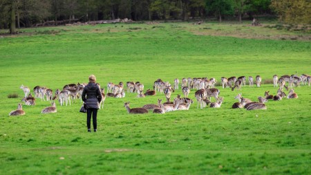 Richmond Park