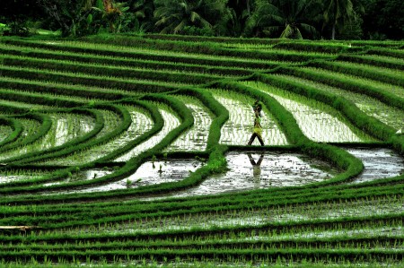 green curve